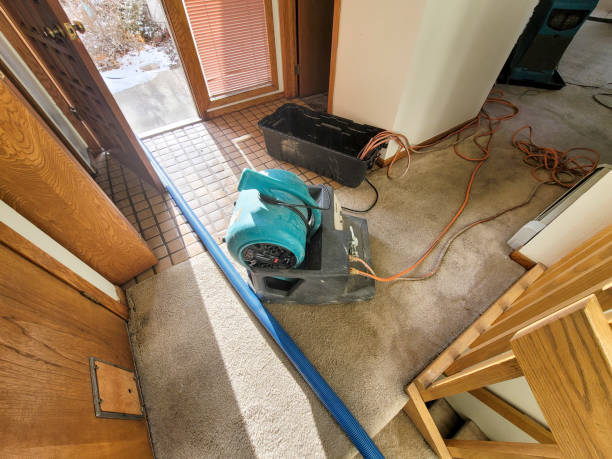 Best Professional water damage repair  in Mabscott, WV